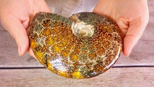 Nautilus - Fossiel skelet - Ammonite Cleoniceras - Large -, Verzamelen, Dierenverzamelingen
