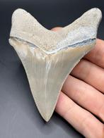 Haai - Fossiele tand - Otodus Chubutensis - 10 cm - 8.1 cm, Verzamelen