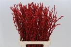 Katjeswilg Gekleurde Wilgenkatjes Salix Rood bundel 10 stuks