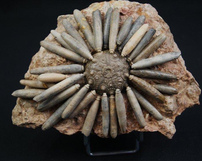 Zee-egel - Gefossiliseerd dier - Asterocidaris bistriata, Verzamelen, Mineralen en Fossielen