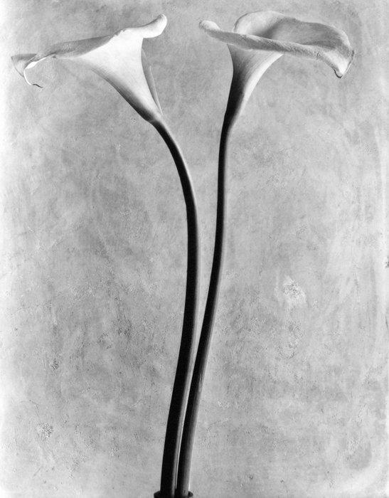 Tina Modotti (1896–1942) - Calla Lilies, Antiquités & Art, Art | Objets design