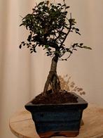 Chinese iep bonsai (Ulmus parviflora) - Hoogte (boom): 24 cm