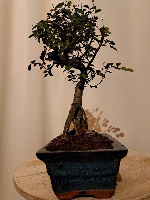 Chinese iep bonsai (Ulmus parviflora) - Hoogte (boom): 24 cm, Antiquités & Art, Curiosités & Brocante