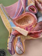 Anatomisch model - Composiet - 2000-2010 - Doorsnee bekken