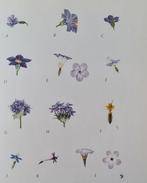 R J Gardner, Ellison Hawks, T Wallace e.a. - Pollination in