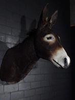 African Wild Donkey Taxidermie wandmontage - Equus africanus, Nieuw
