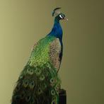 Pauw Taxidermie volledige montage - Pavo cristatus - 180 cm, Nieuw