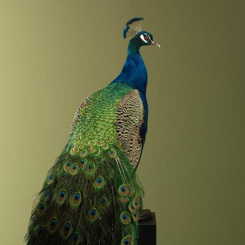 Pauw Taxidermie volledige montage - Pavo cristatus - 180 cm, Verzamelen, Dierenverzamelingen