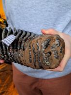 Wolharige mammoet - Fossiele kies - Mammuthus primigenius, Verzamelen, Mineralen en Fossielen