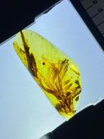 Barnsteen - feather in amber - 26 mm - 11.8 mm, Verzamelen, Mineralen en Fossielen
