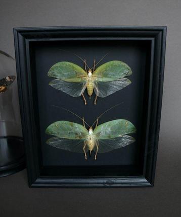 Krek Taxidermie volledige montage - Orthoptera Kalimantan -