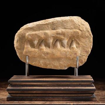 Fossiele kaaksectie van Mosasaurus > Tand Taxidermie
