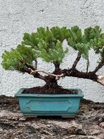 Jeneverbes bonsai (Juniperus) - Hoogte (boom): 16 cm -
