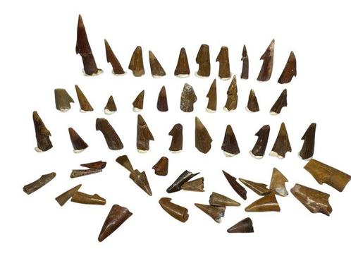 Tiburon Sierra - Fossiele tand - Onchopriscis  (Zonder, Verzamelen, Mineralen en Fossielen