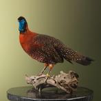 Satyr Tragopaan Taxidermie Opgezette Dieren By Max, Ophalen of Verzenden, Nieuw, Vogel, Opgezet dier