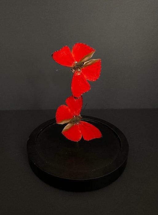 Bloedrode Gliders in glazen koepel Taxidermie volledige, Antiek en Kunst, Curiosa en Brocante