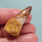 Dinosaurus - Fossiele tand - Spinosaurus aegyptiacus - 48 mm