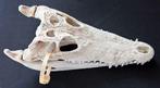 Siamese Krokodil Schedel - Crocodylus siamensis - 14.5 cm -