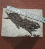 Uniek fossiel: overlappende vissen - Gefossiliseerd dier -