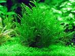 TropicaFontinalis antipyretica Limited Edition - In vitro, Verzenden, Nieuw