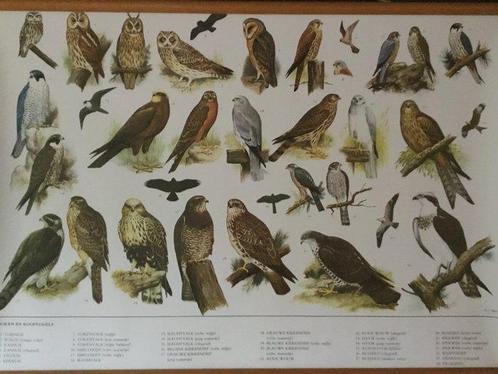 Slijper - Schoolkaart - papier , hout, Antiek en Kunst, Curiosa en Brocante