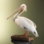 Roze Pelikaan Taxidermie Opgezette Dieren By Max, Verzamelen, Ophalen of Verzenden, Nieuw, Vogel, Opgezet dier