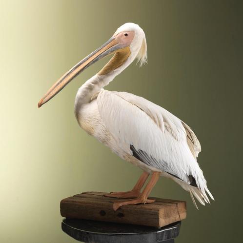 Roze Pelikaan Taxidermie Opgezette Dieren By Max, Verzamelen, Dierenverzamelingen, Opgezet dier, Nieuw, Vogel, Ophalen of Verzenden