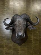 Buffle du Cap Support de corps entier pour taxidermie -, Nieuw