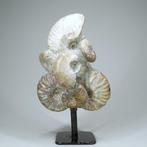 Ammoniet - Gefossiliseerd dier - Aioloceras (Cleoniceras)