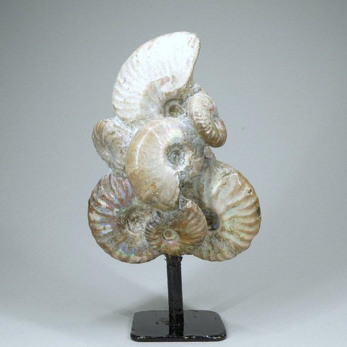 Ammoniet - Gefossiliseerd dier - Aioloceras (Cleoniceras), Collections, Minéraux & Fossiles