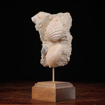 Dalle Fossile Exclusive - Tuttitella et Pecten - Spécimen de