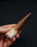 Spinosaurus - Fossiele tand - Spinosaurus aegyptiacus Gran, Verzamelen