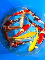 Hirasawa Marusei 30-37cm (Japanse Koi), Ophalen of Verzenden