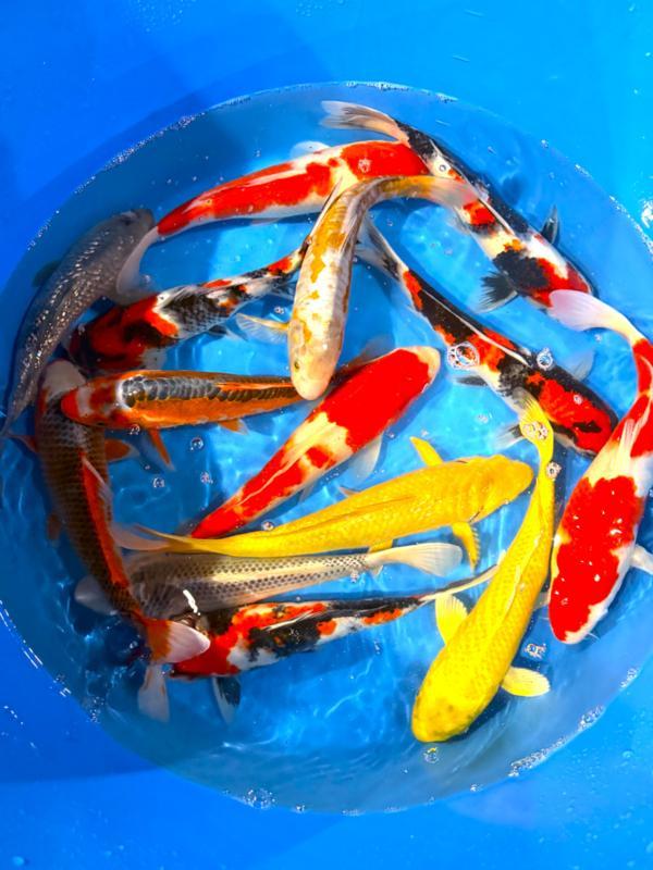 Hirasawa Marusei 30-37cm (Japanse Koi), Jardin & Terrasse, Étangs, Enlèvement ou Envoi