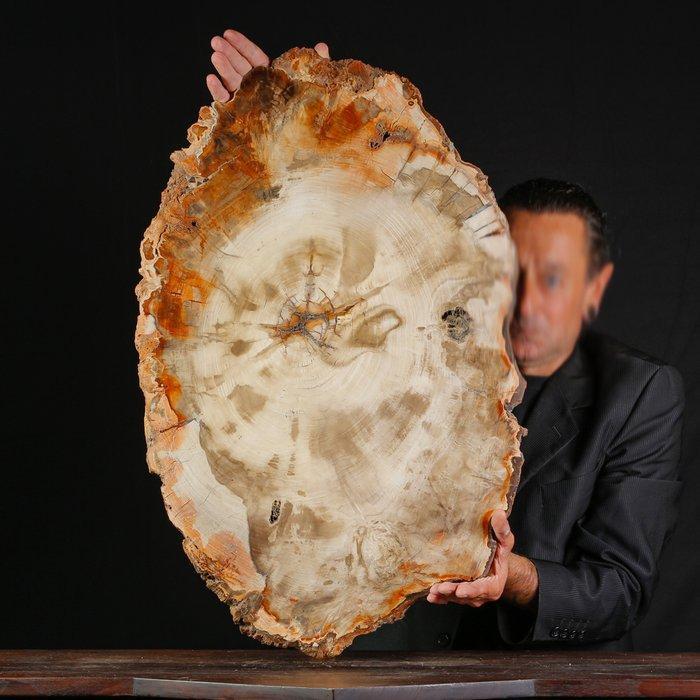 Grote fossielplak van gesilicifieerd hout - Hoogte: 740 mm -, Antiek en Kunst, Curiosa en Brocante