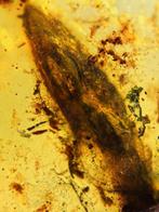 Amber - Barnsteen - Lizard skull in amber - 30.4 mm - 18.6