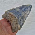 Natural Megalodon Shark - Fossiele tand - megaselachus, Verzamelen, Mineralen en Fossielen