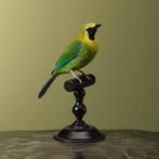 Blauwvleugelbladvogel Taxidermie Opgezette Dieren By Max, Ophalen of Verzenden, Nieuw, Vogel, Opgezet dier