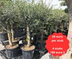 Stuntactie moederdag olijfboom à 69 euro - 4 stuks voor 199, Tuin en Terras, Ophalen, In pot, Olijfboom