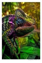 Arnold Mariashin - Chameleon 2 - XL - No reserve, Antiek en Kunst