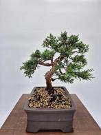 Bonsai van Juniper Kishu - Verzamelstuk - Hoogte (boom): 28