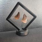 Mosasaurus - Fossiele tand - Unieke mosasaurus tanden Groot