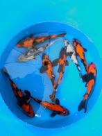 Hirasawa Marusei 27-32cm (Japanse Koi), Ophalen of Verzenden