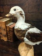 Gemonteerde langstaart eend Taxidermie volledige montage -, Nieuw