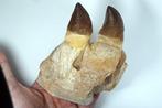 Mosasaurus - Gefossiliseerde kaak - Leiodon anceps mandible