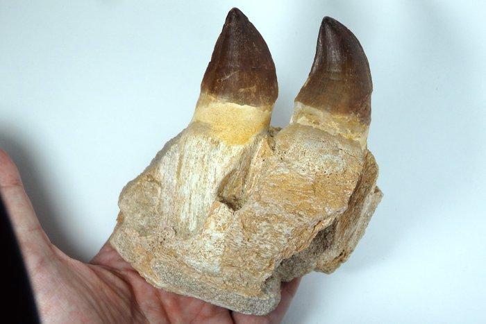 Mosasaurus - Gefossiliseerde kaak - Leiodon anceps mandible, Collections, Minéraux & Fossiles