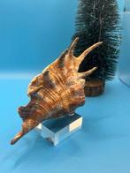 Gastéropode Coquillage marin - Lmabis lambis (Sans prix de, Antiek en Kunst
