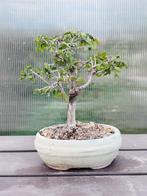 Japanese iep bonsai (Zelkova) - Hoogte (boom): 17 cm -