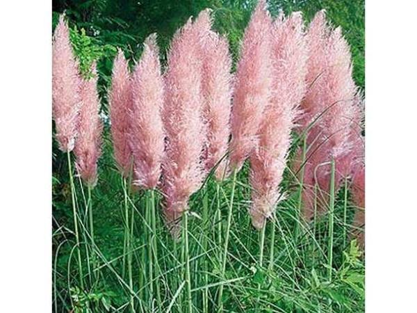 Veiling - 3x Pampas grassen roze, Tuin en Terras, Gras en Kunstgras