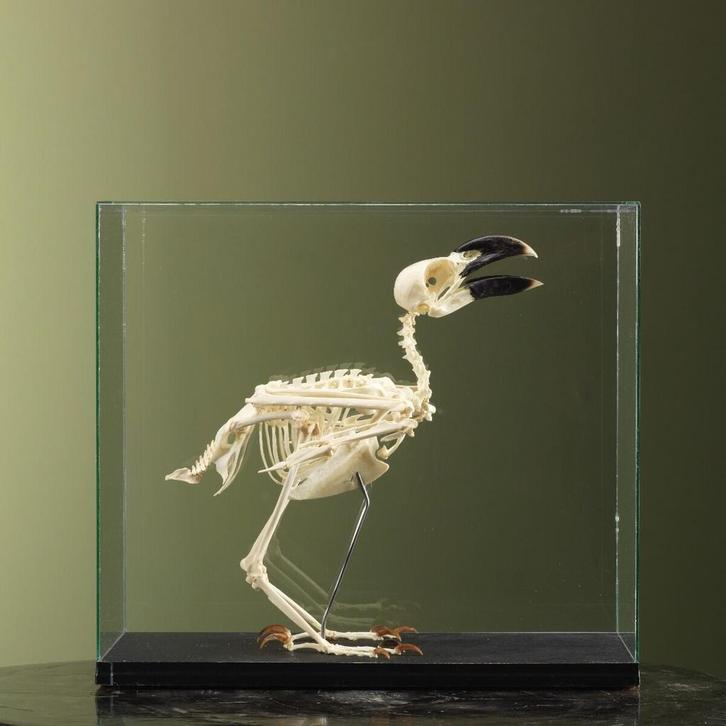 Witnekraaf Skelet Taxidermie Opgezette Dieren By Max, Verzamelen, Dierenverzamelingen, Opgezet dier, Nieuw, Vogel, Ophalen of Verzenden
